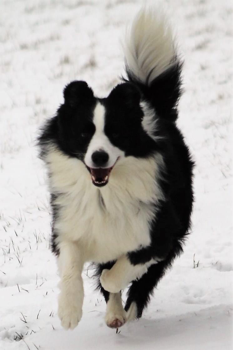 Oakview Pet Resort Wauconda