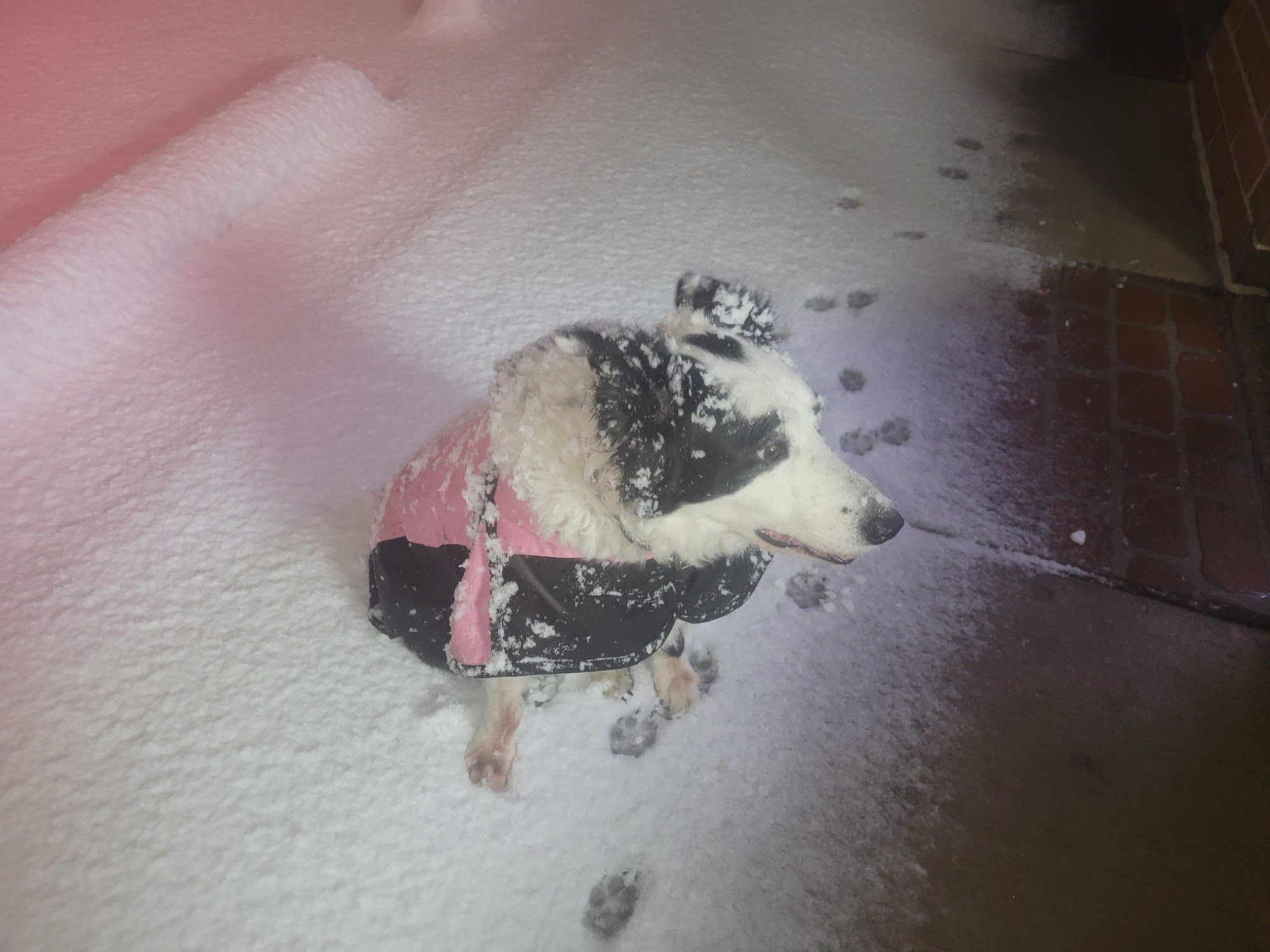 Artistic Grooming II Westmont