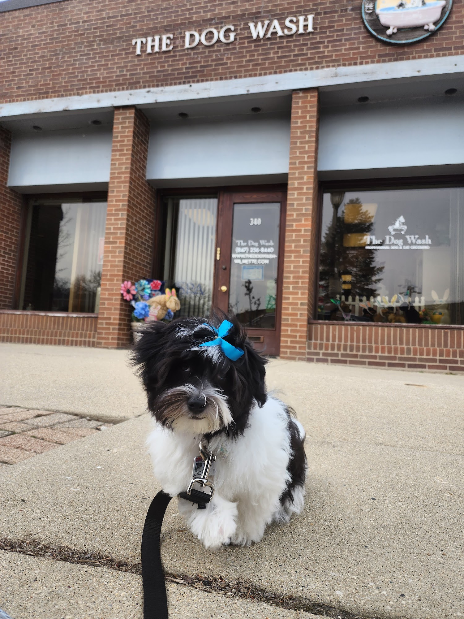The Dog Wash - Wilmette Wilmette