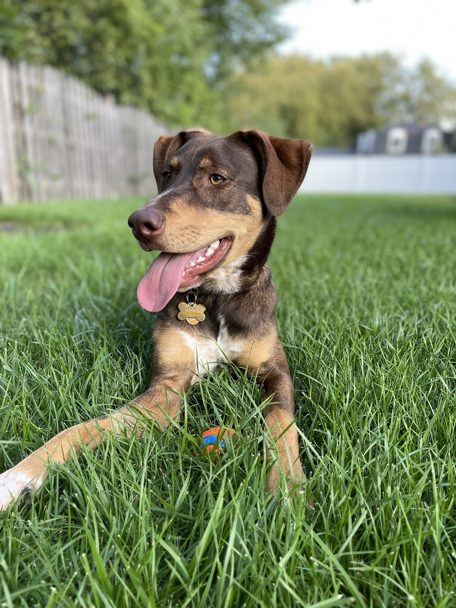 NorthShore Canine Academy Wilmette