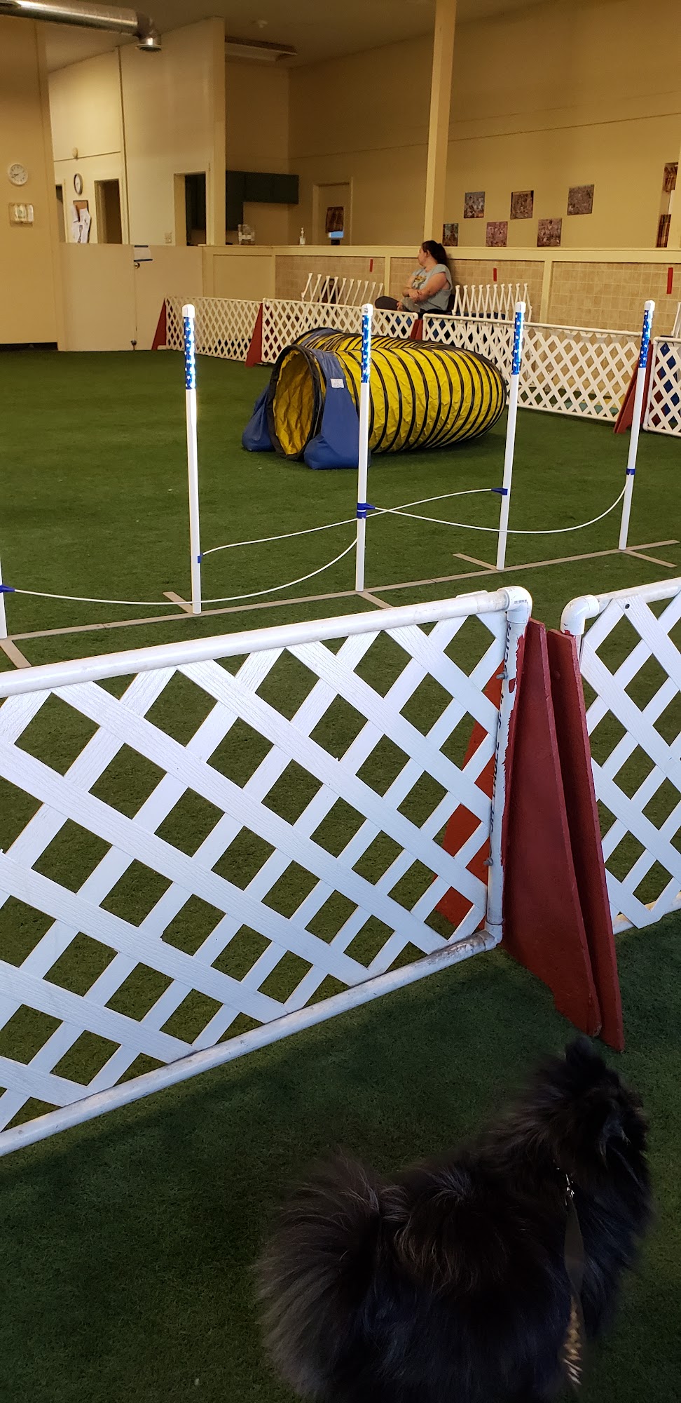 Pawsitive Partners Dog Training Center Beech Grove