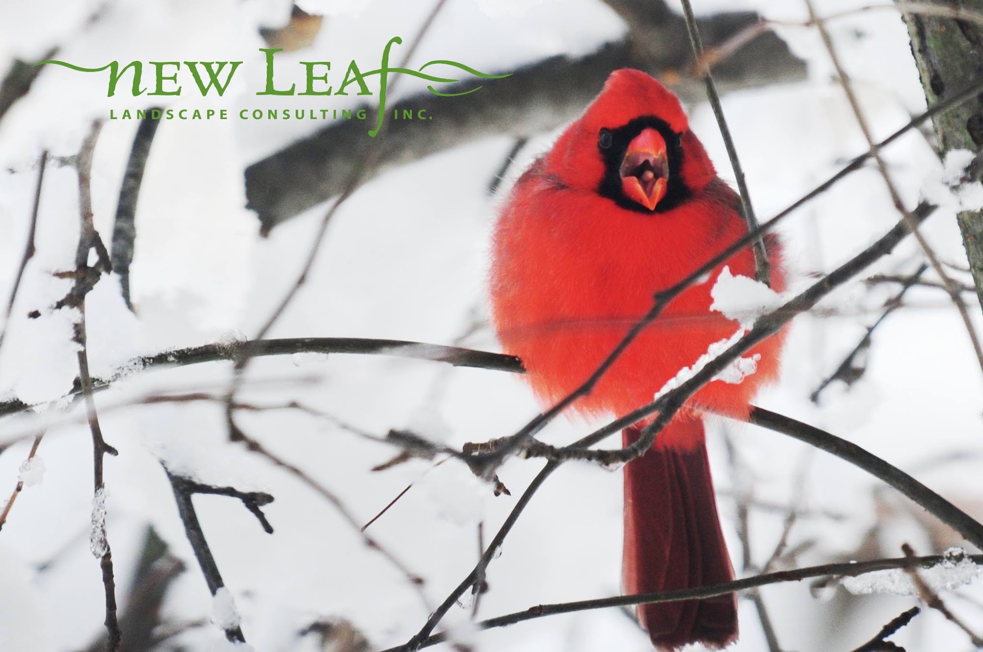 New Leaf Landscape Consulting