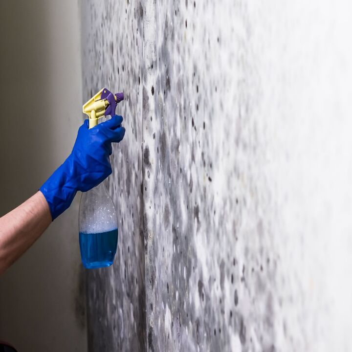 Mold Remediation of Bloomington