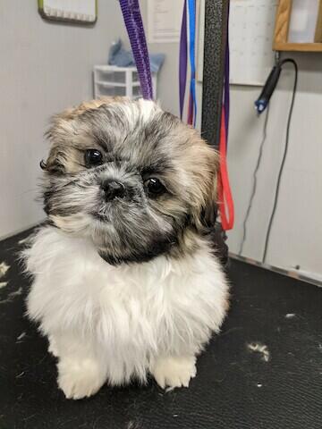 Wilson's Kennel Columbus