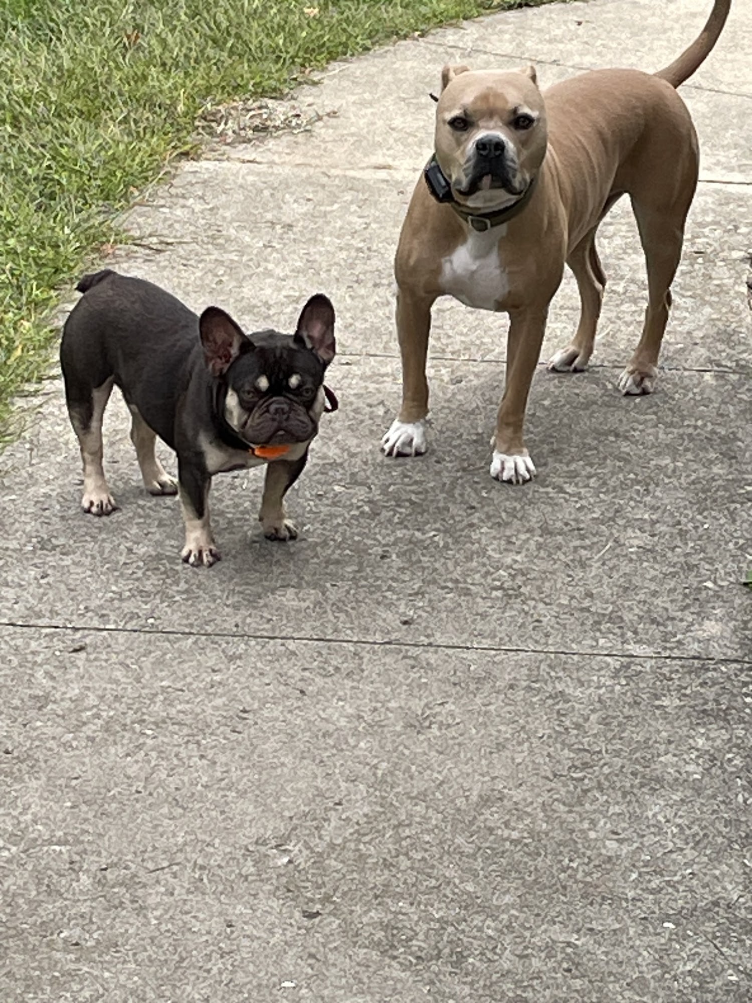 Lake County Indiana Animal Control Crown Point