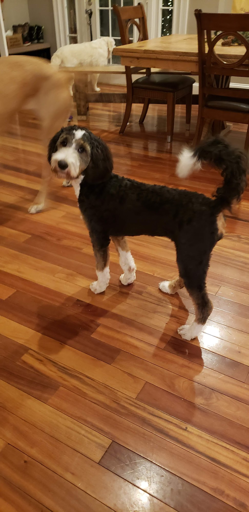 Duke and Duchess Dog Grooming Evansville, IN Evansville