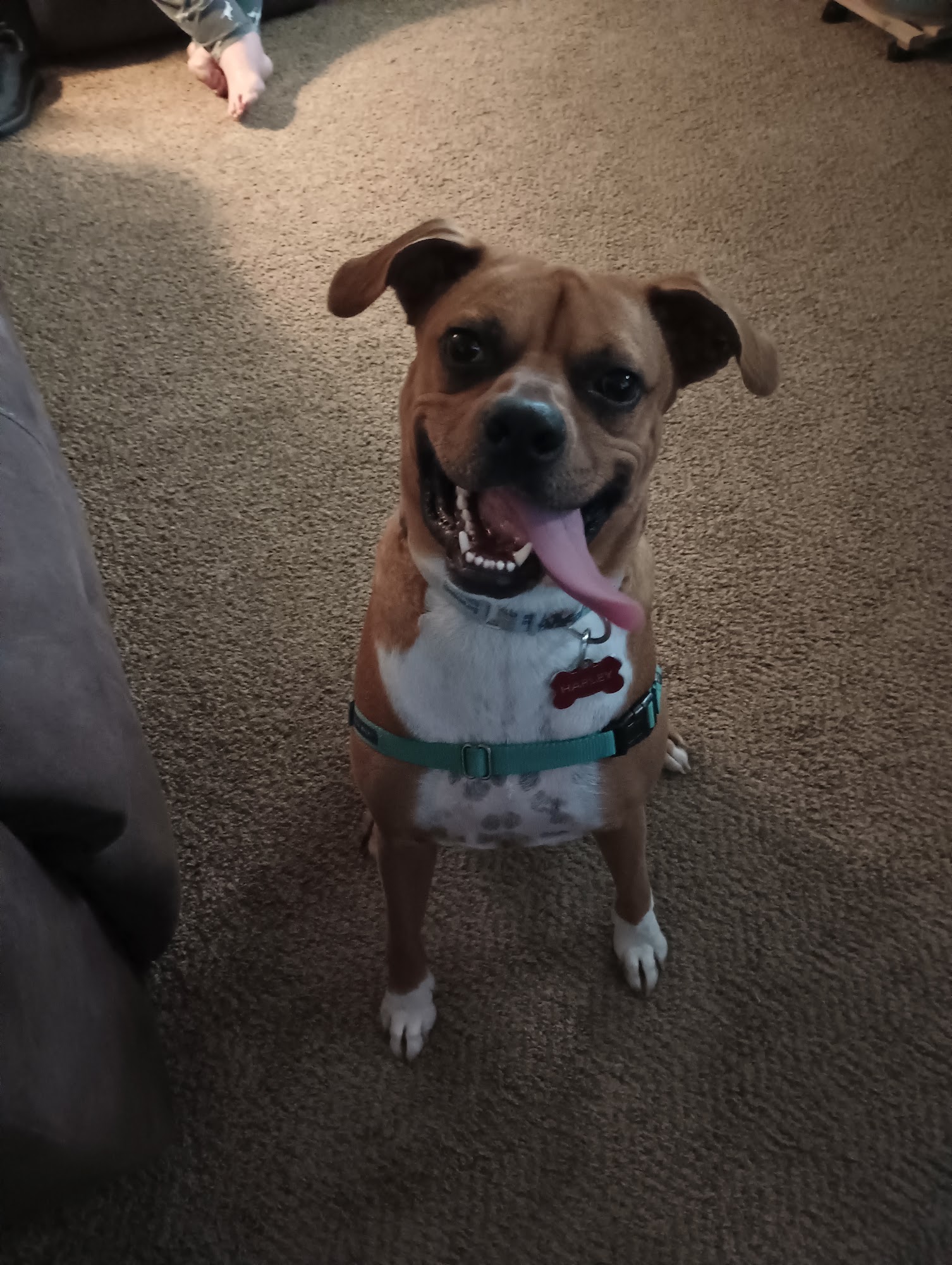 It Takes A Village No-Kill Rescue, Inc. Evansville