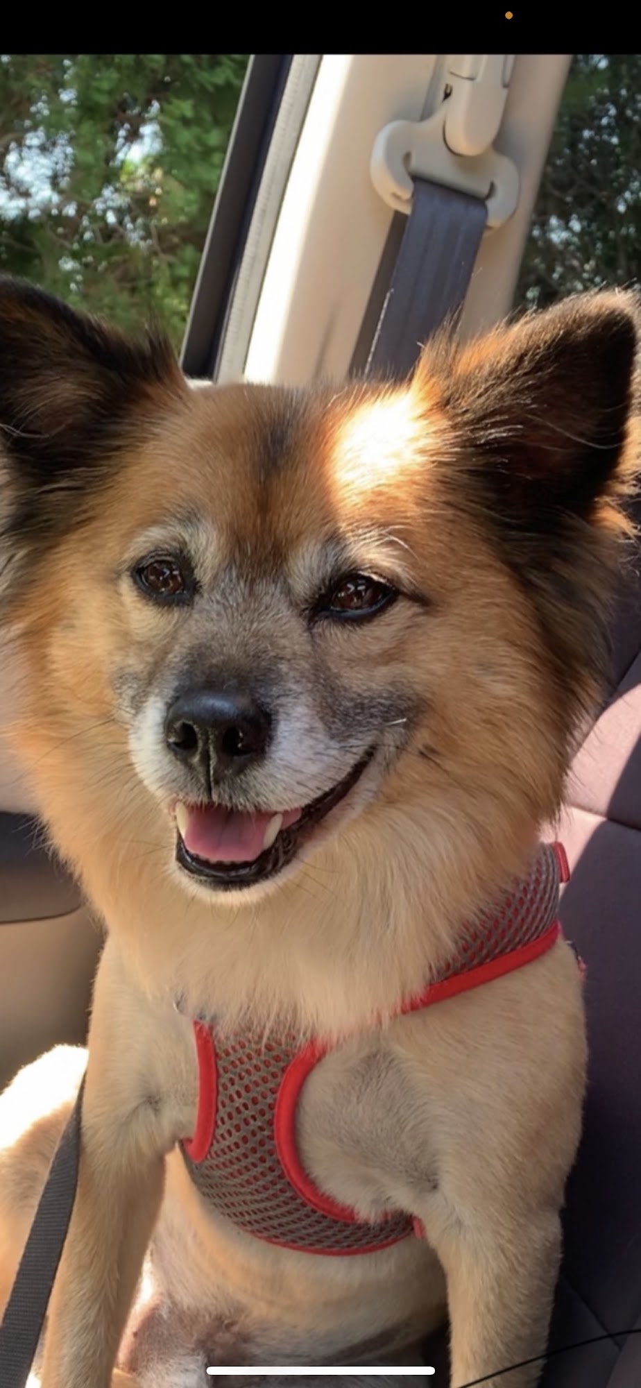 Just For Pets Floyds Knobs