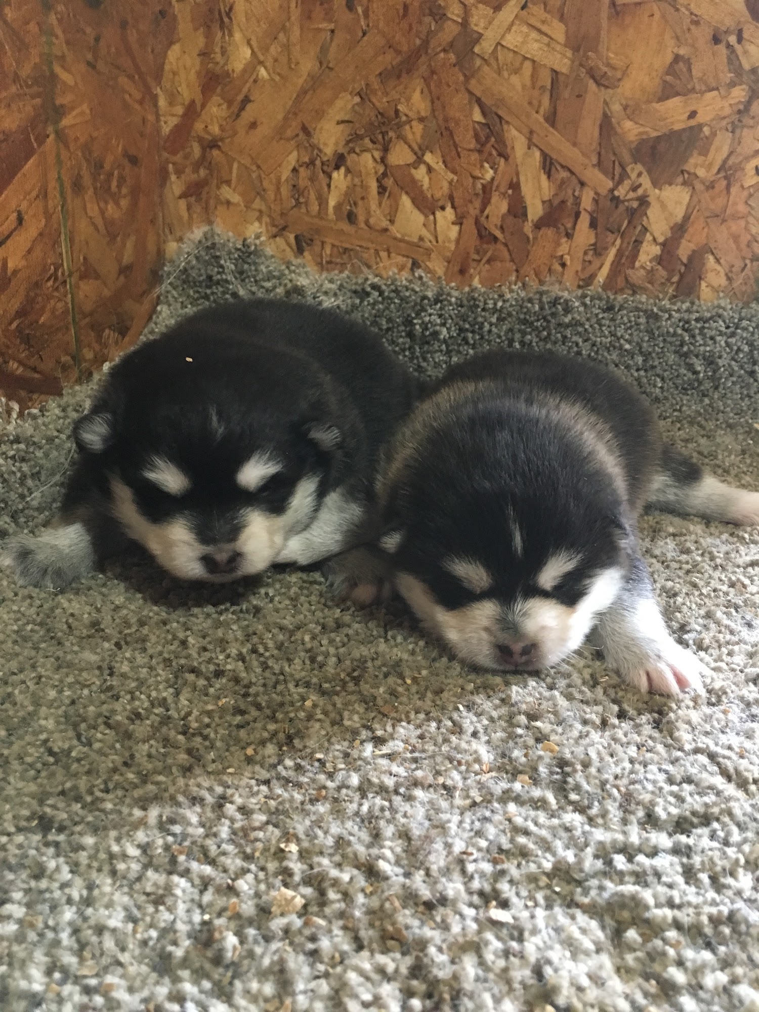 Puppy Love Pomsky Goshen