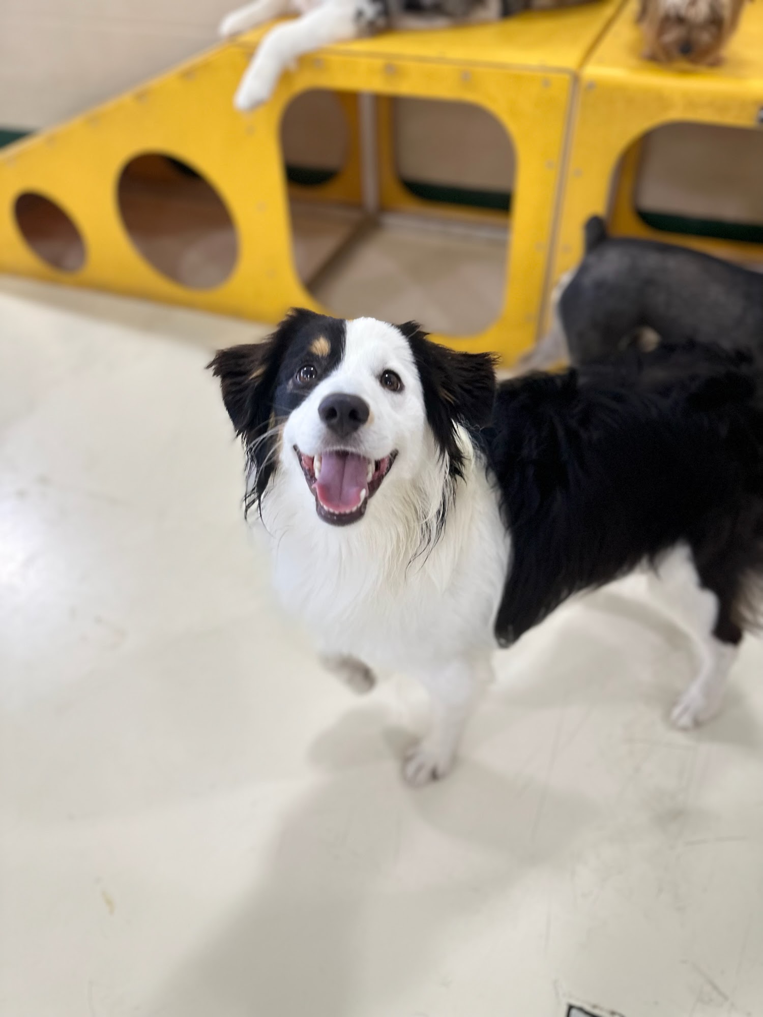 PetSuites Greenwood Greenwood