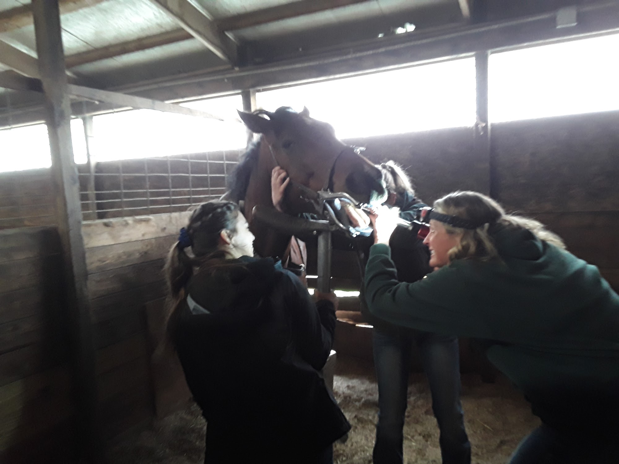 Greener Pastures Vet Clinic Hebron