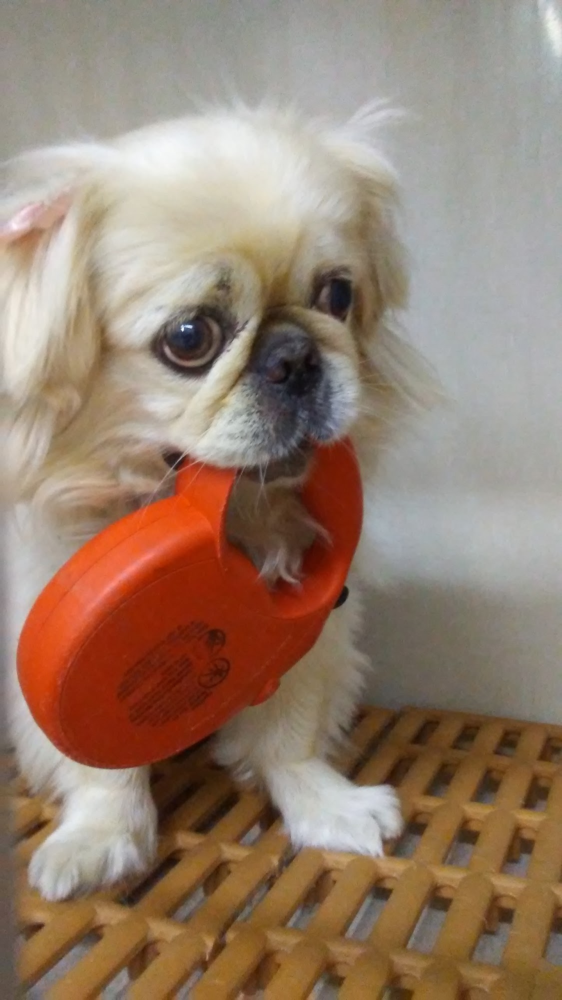 Wags 2 Whiskers Highland