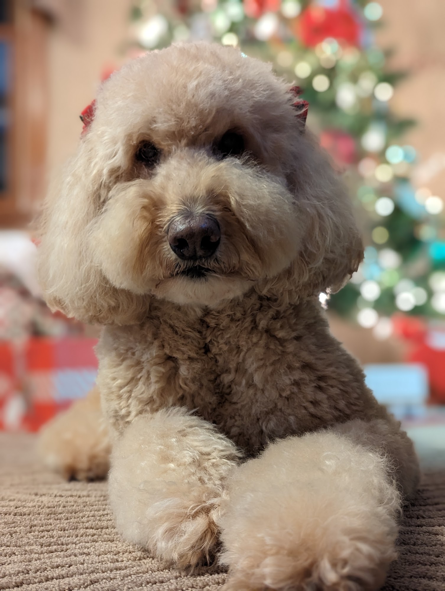 All For The Dogs Indianapolis