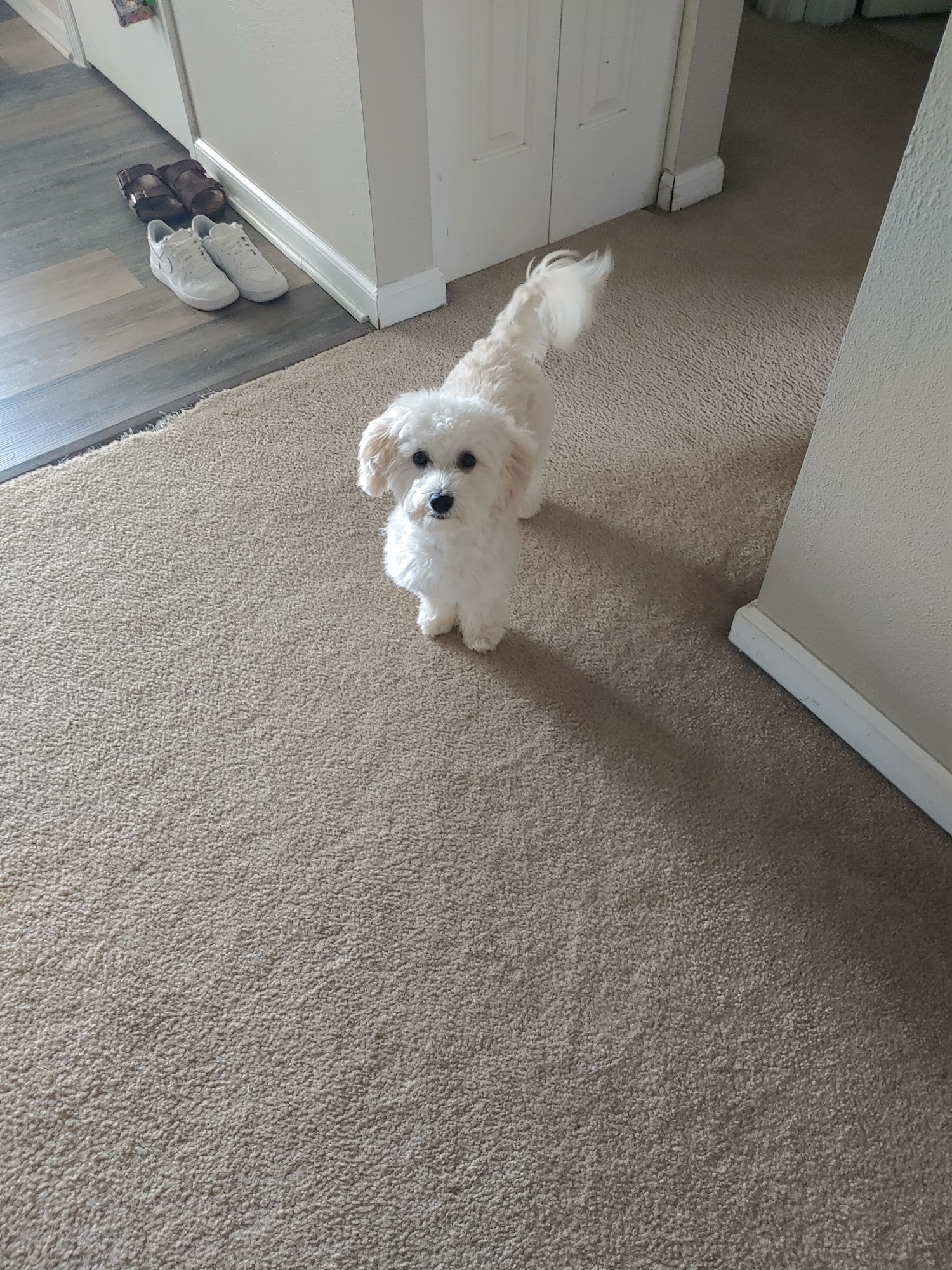 The Doghouse Grooming Salon Indianapolis