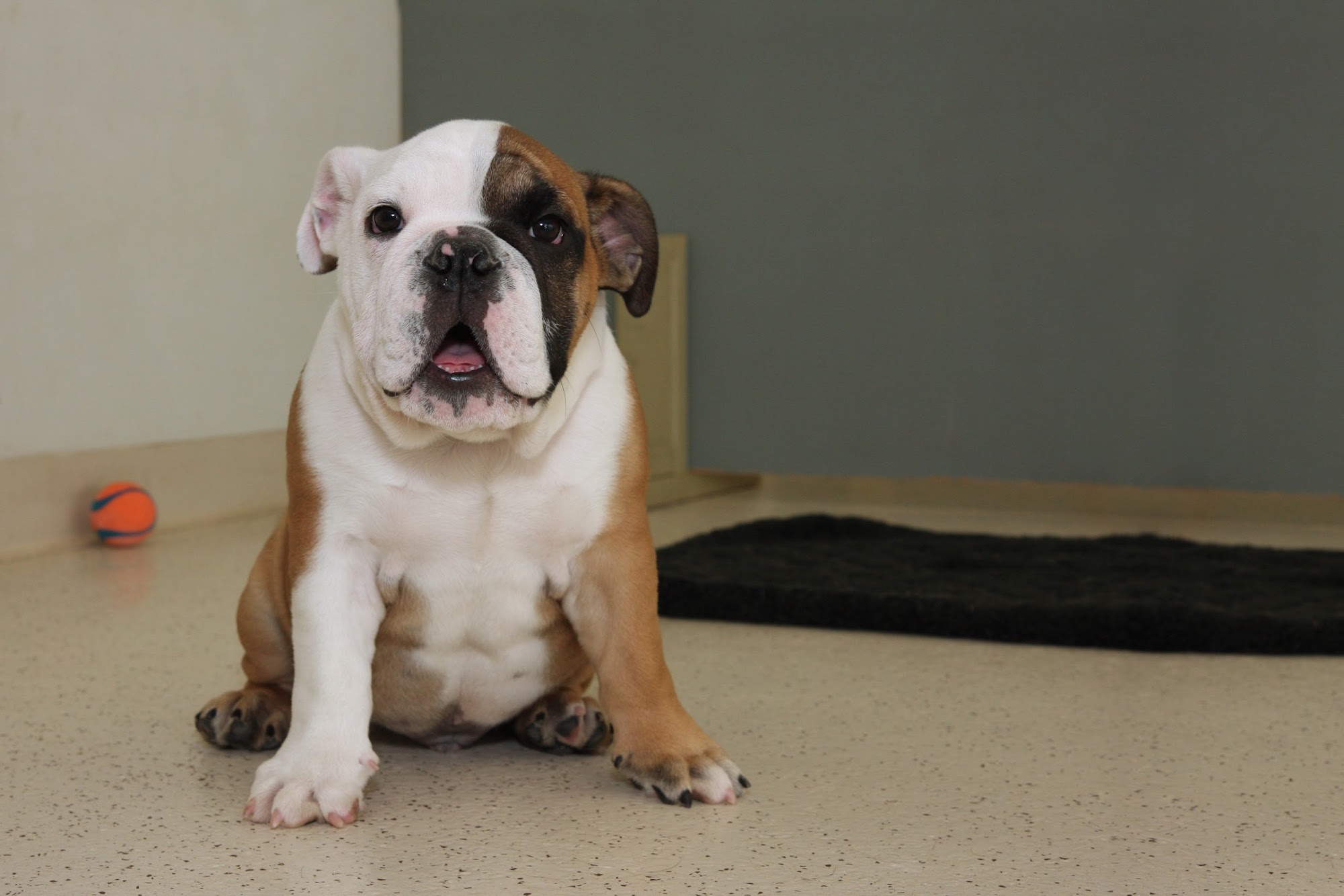 Bark Tutor School for Dogs Indianapolis