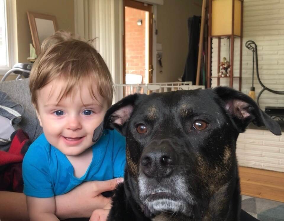 Katy The K9 Keeper Indianapolis