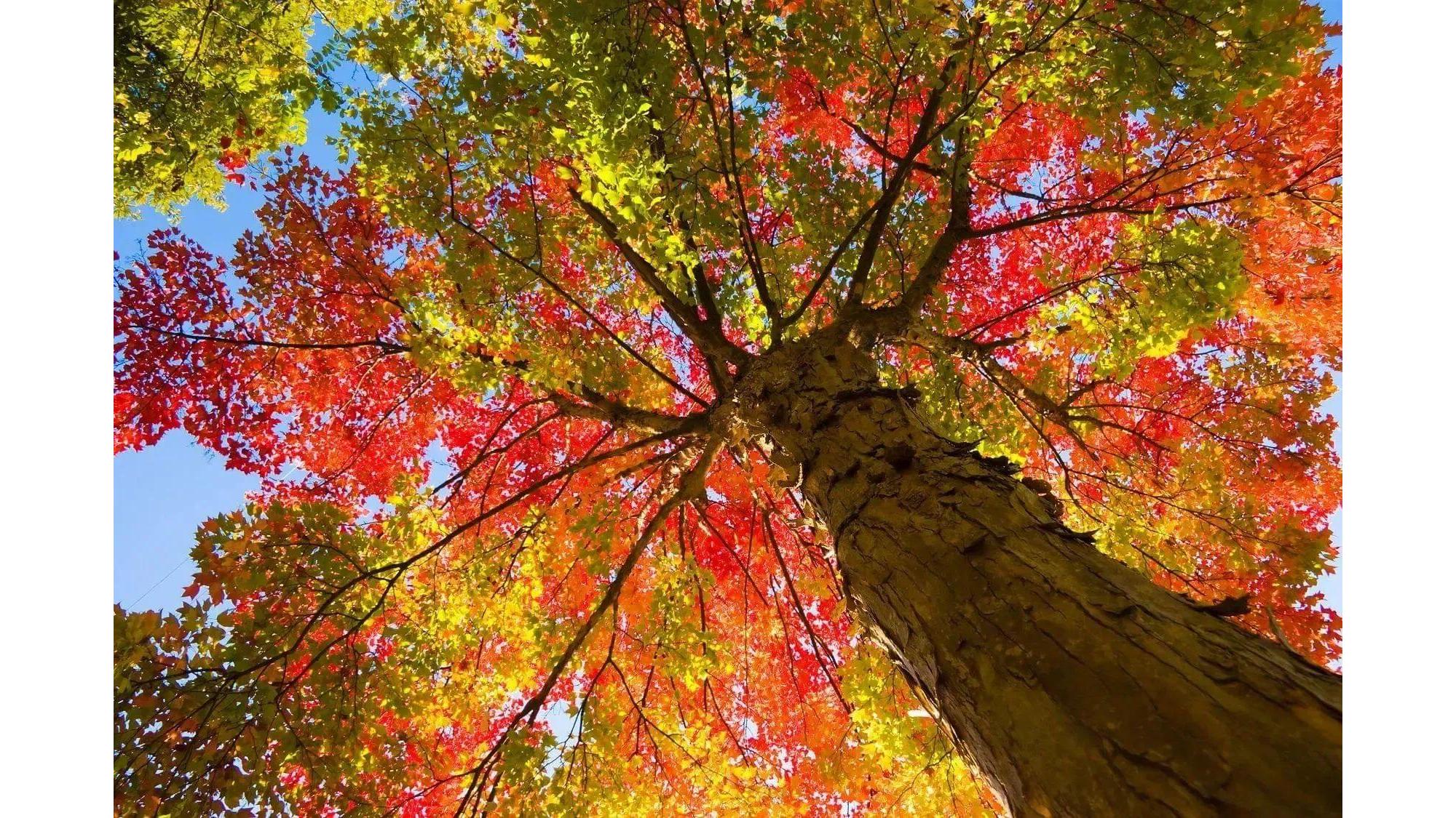 Indy Tree & Landscape