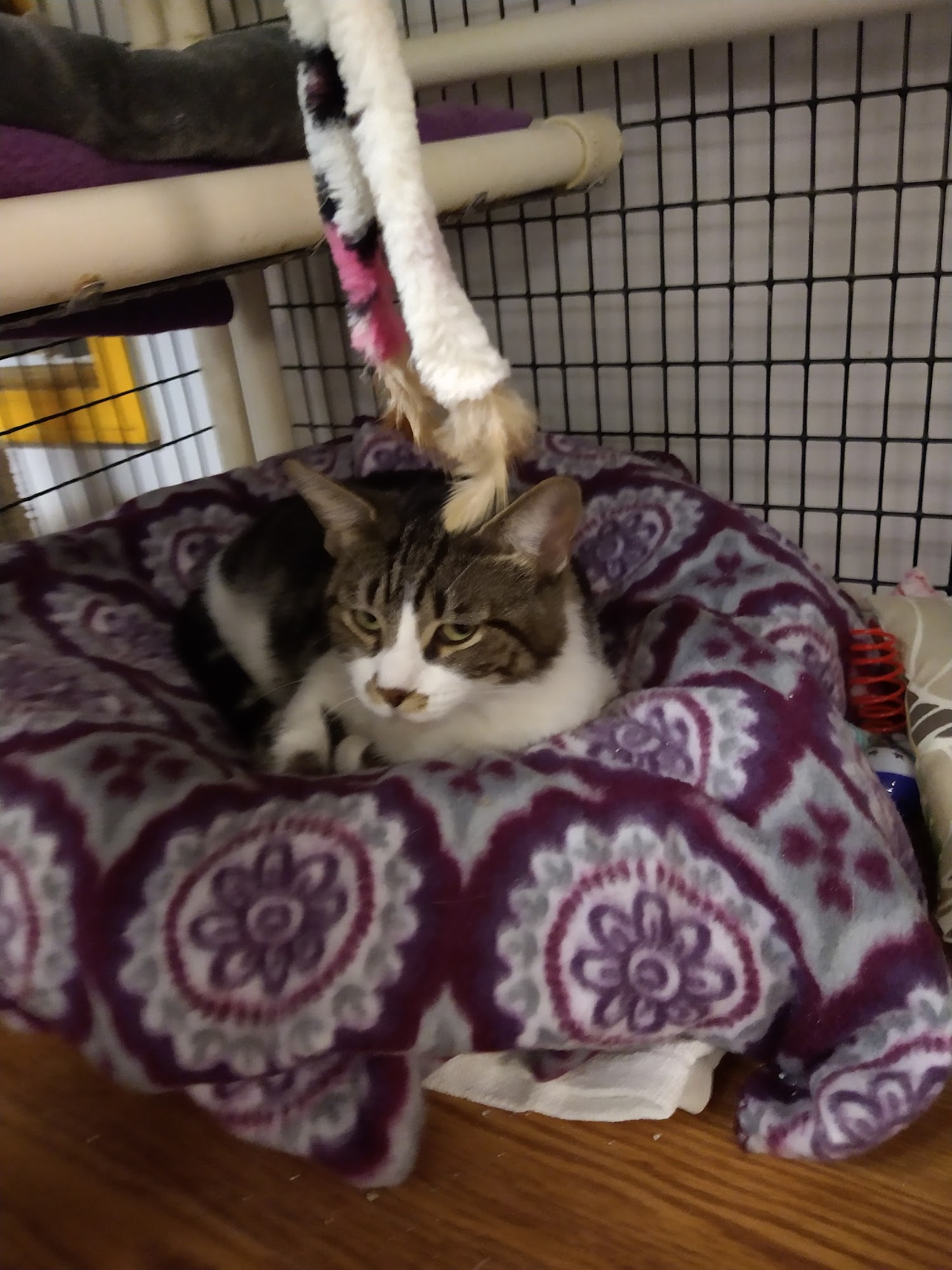 Animal Protection Association Jeffersonville