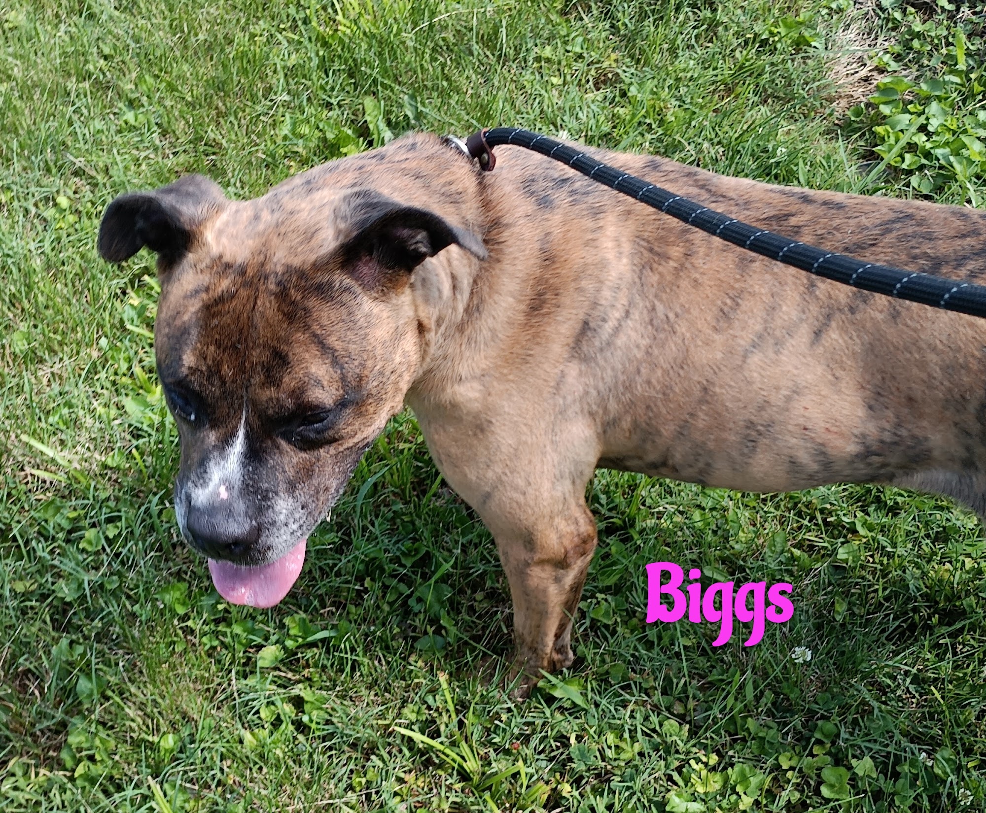 Jeffersonville Animal Shelter Jeffersonville