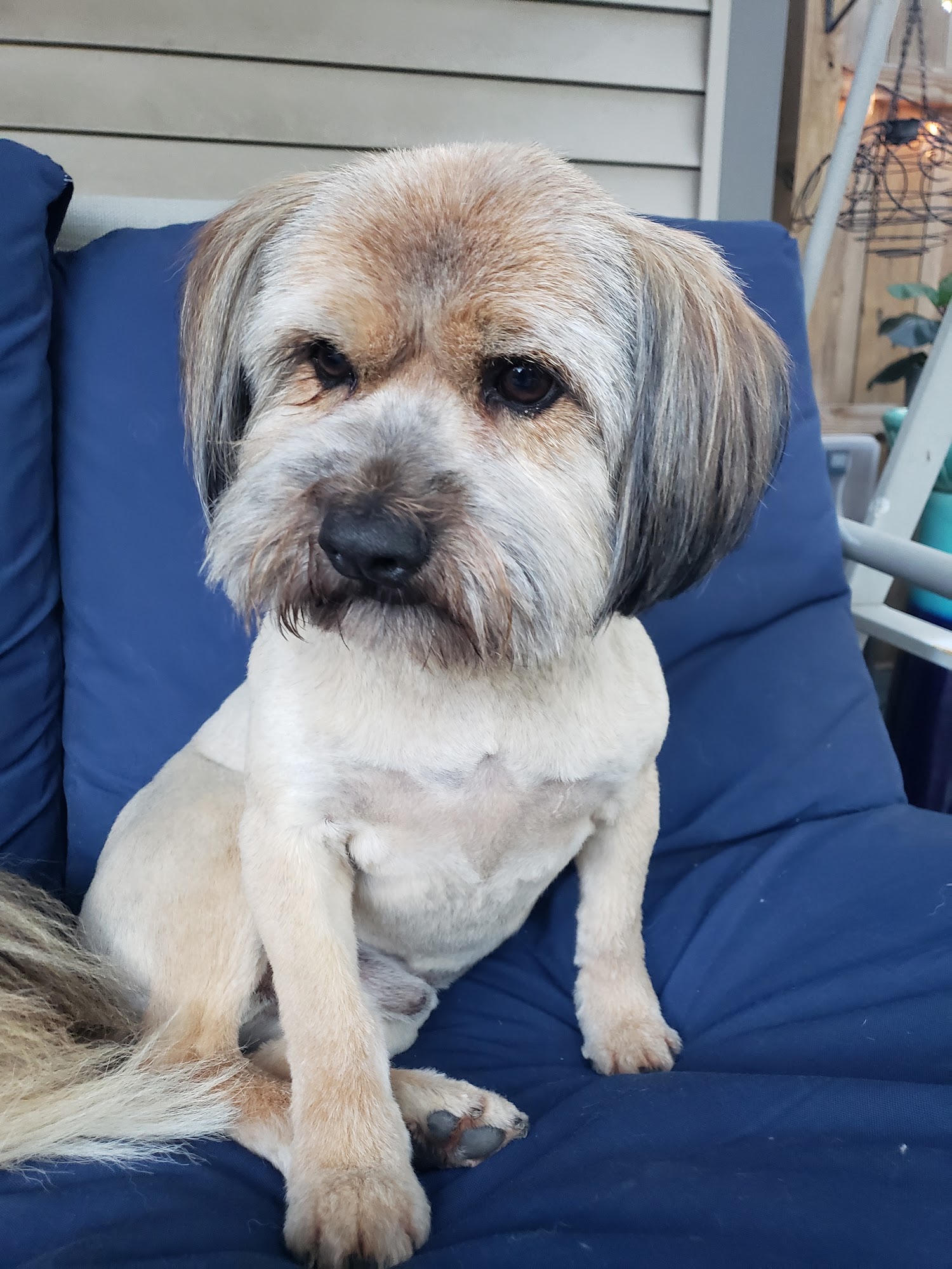 Just-4-Dogs Merrillville