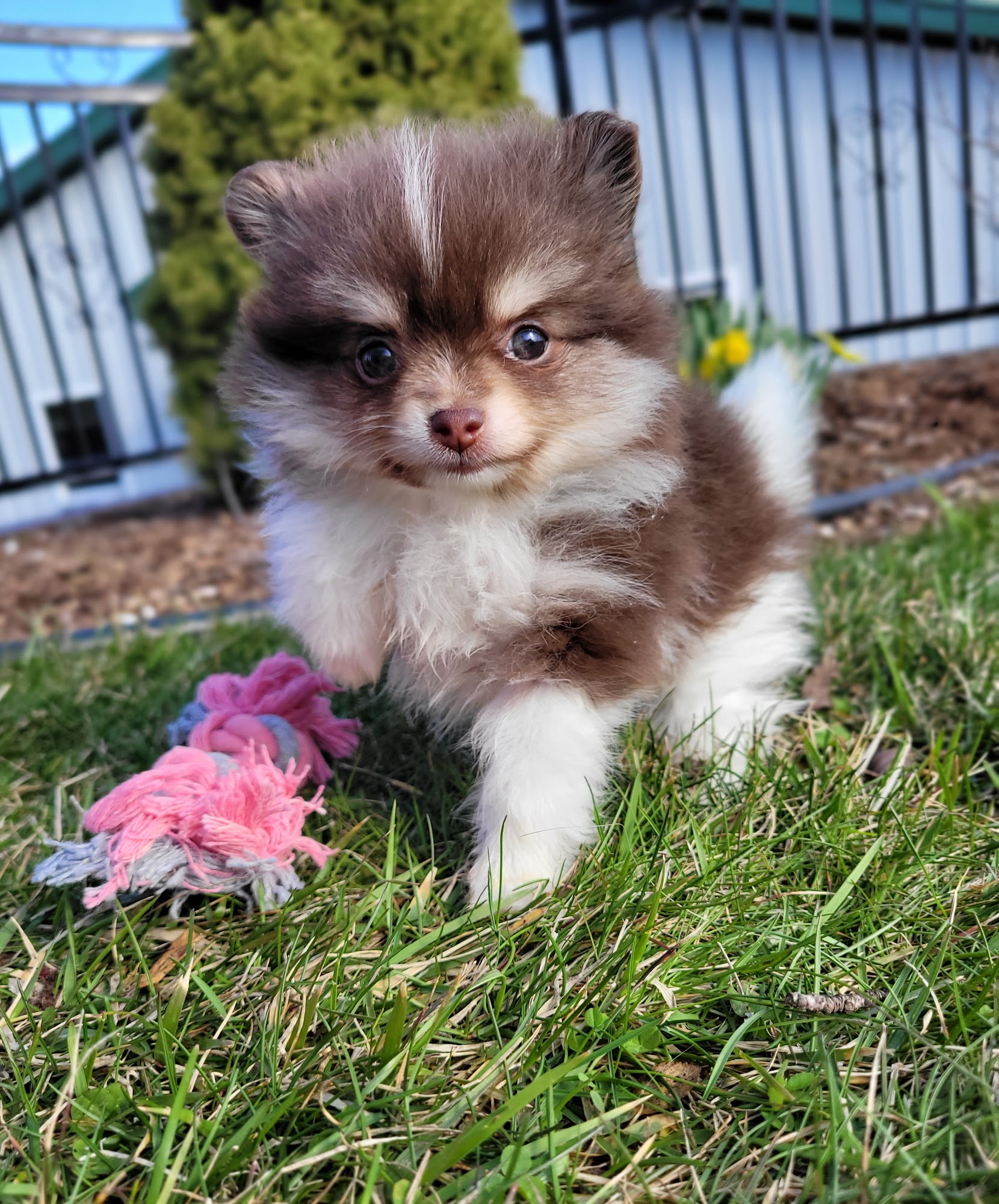 Companions Forever Middlebury