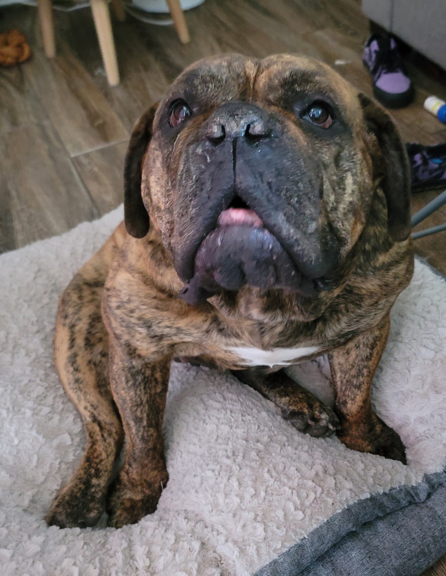 Dogtown Resort Middlebury