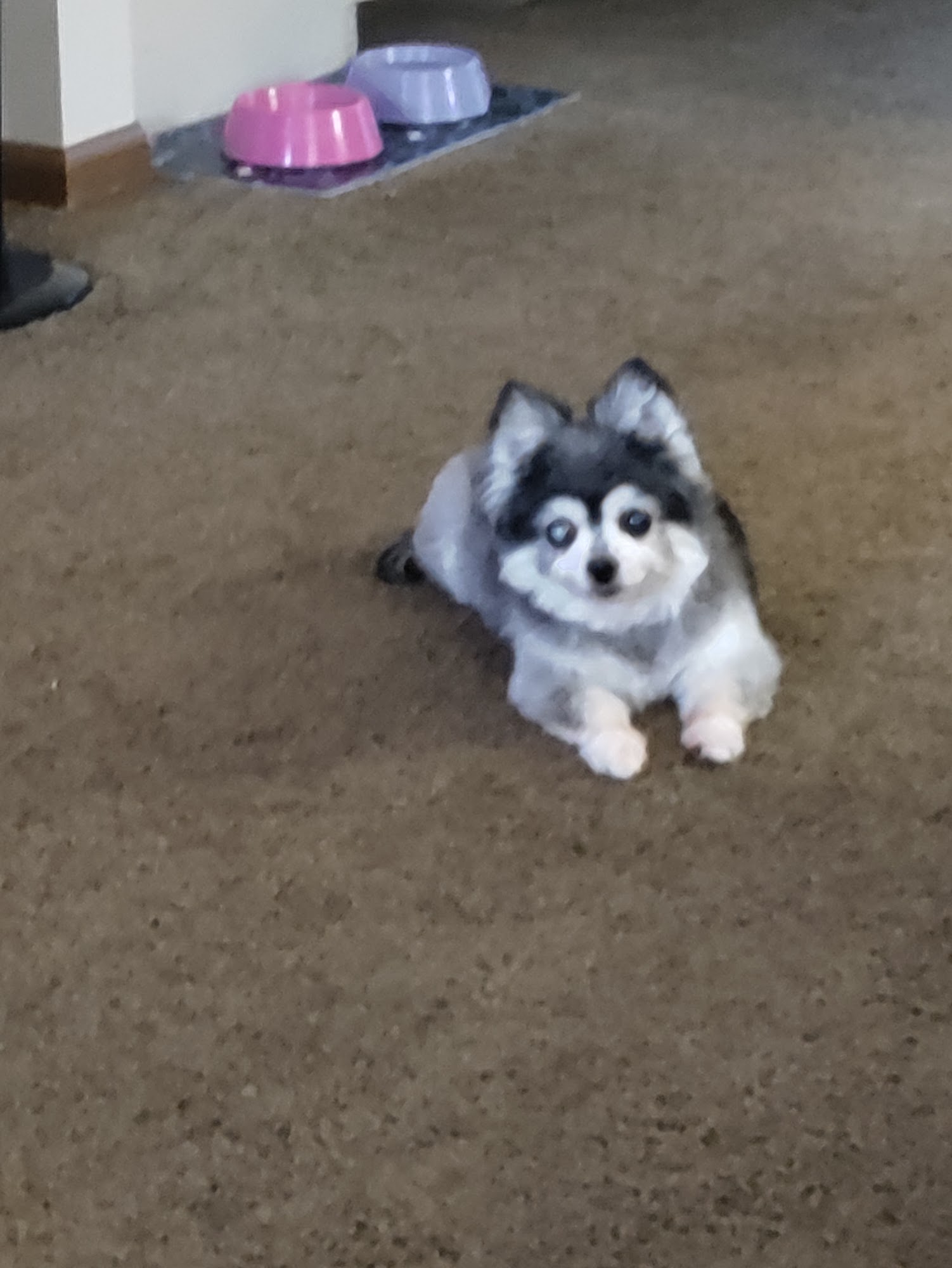 Grooming Gallery Mooresville