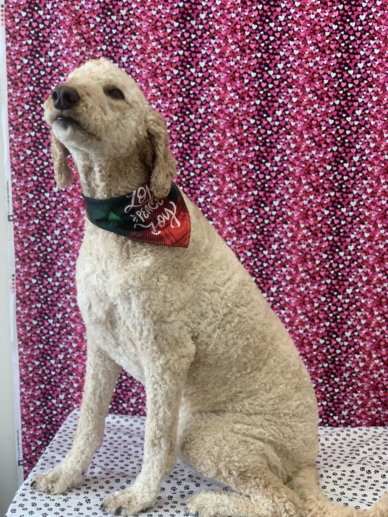 Lucky dog salon Muncie