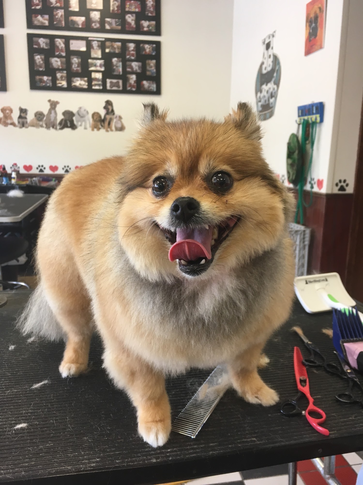 Raggedy Dog Grooming New Palestine