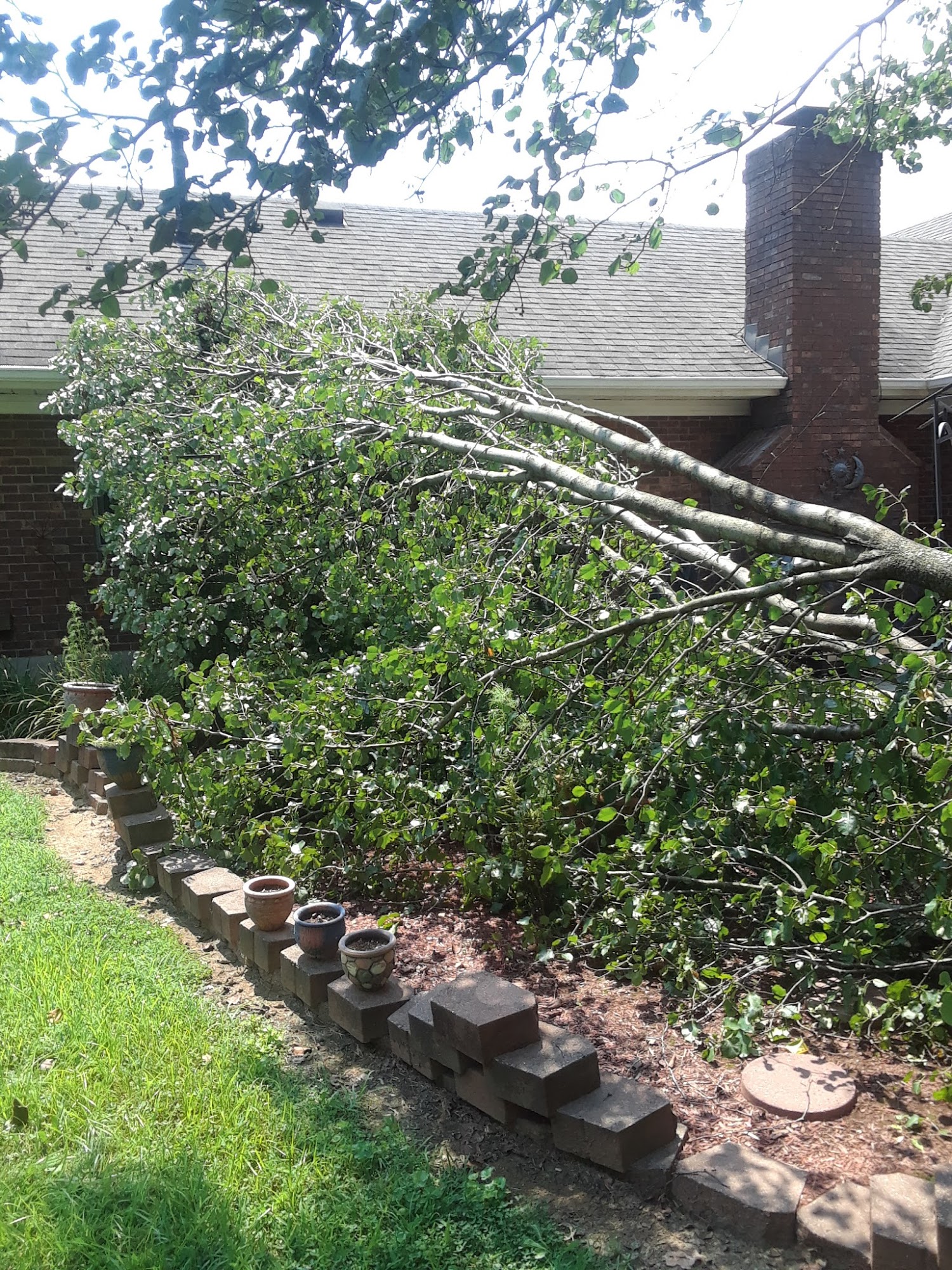 D&B tree and landscape stump removal