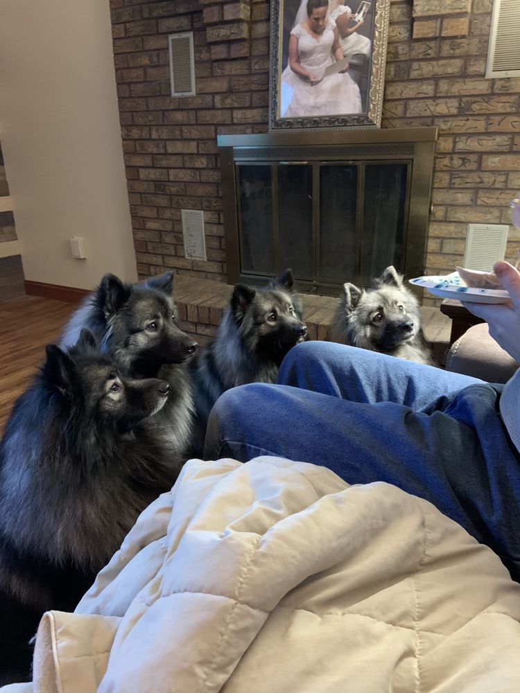 Paws N Claws Pet Spa South Bend