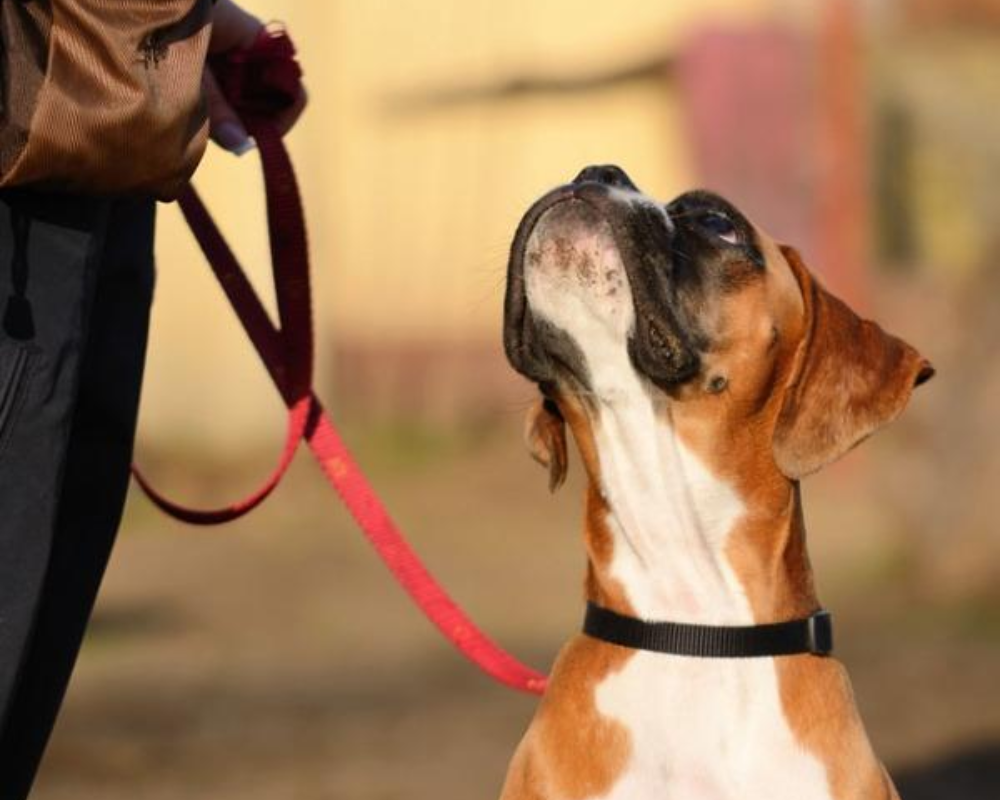 Dog Trainer College Spencer