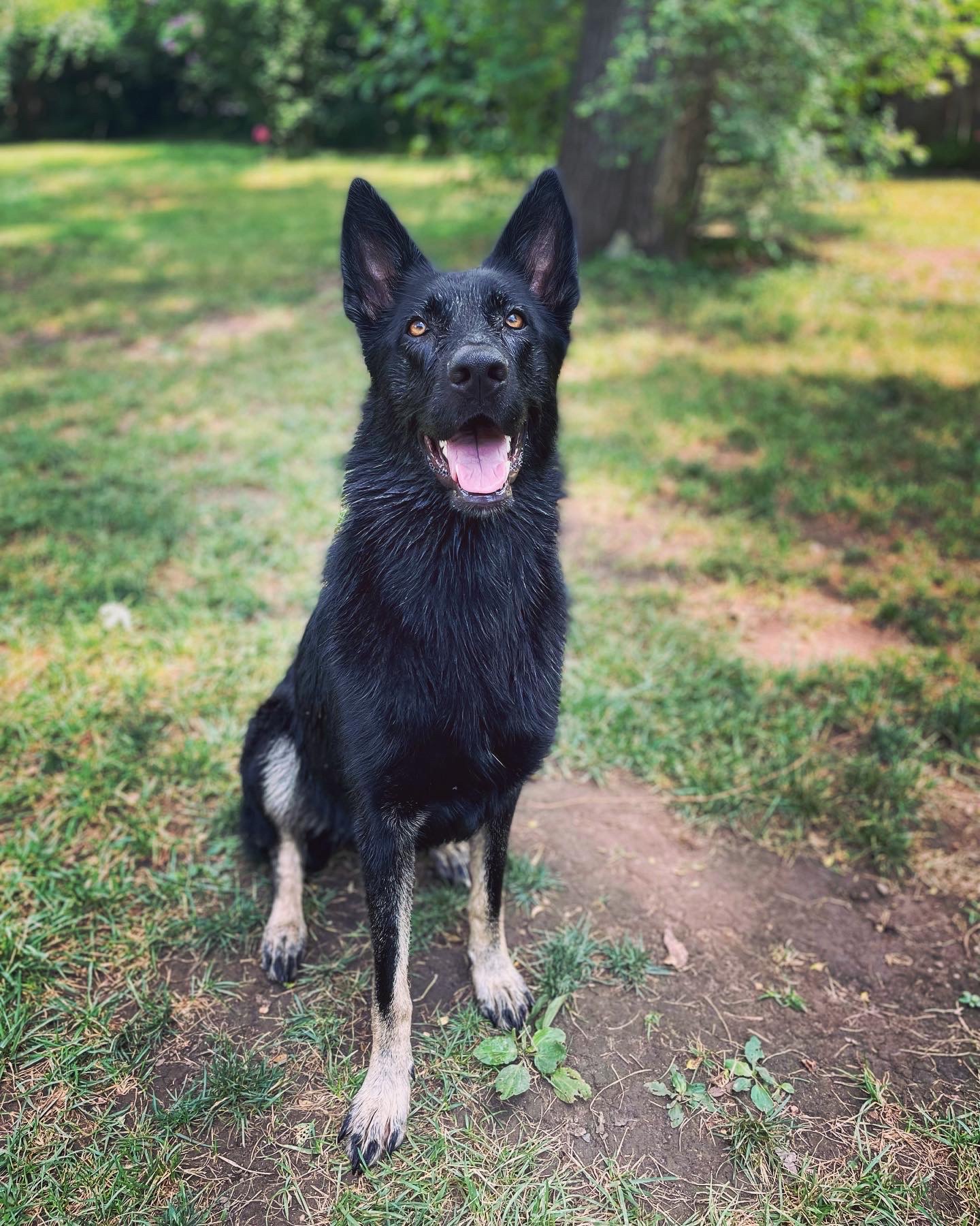 Vonbernd K9 Training Ctr LLC Terre Haute