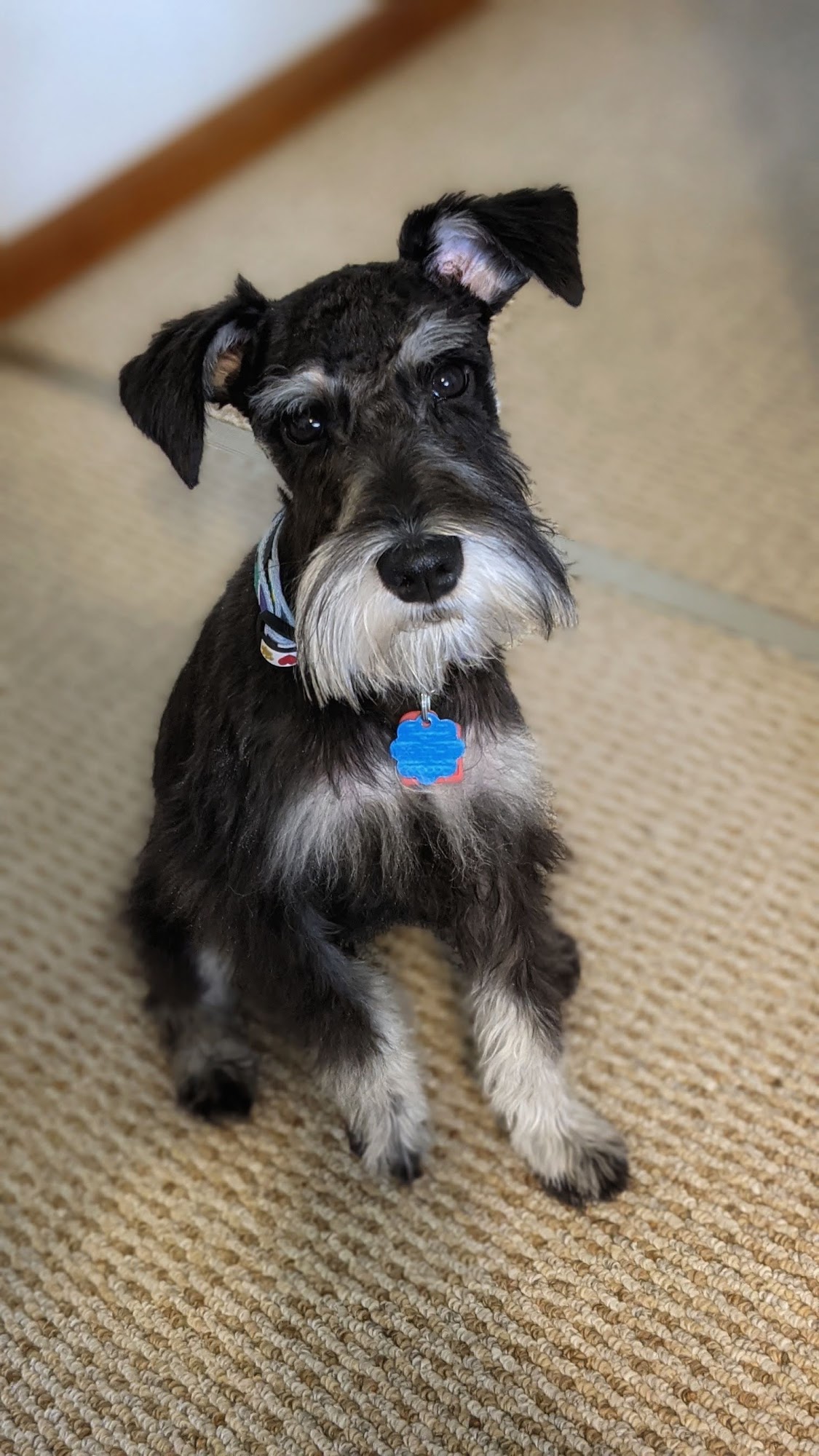 Angel's Pet Grooming & Bed And Breakfast Terre Haute