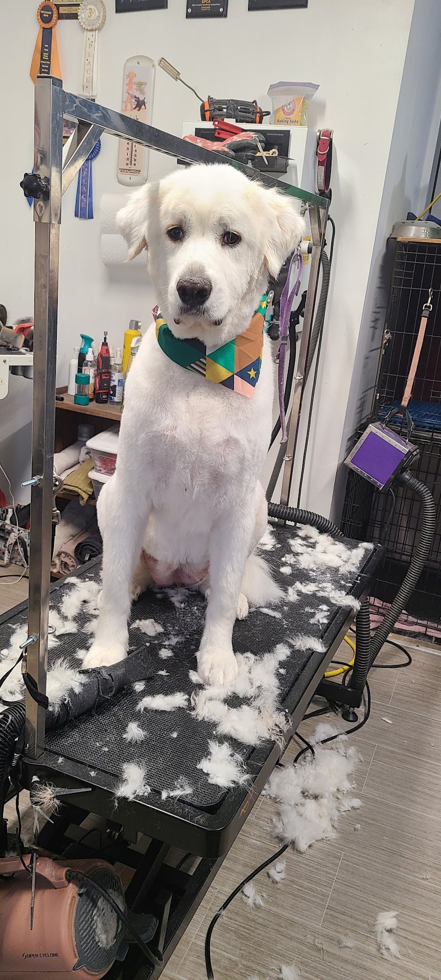 Pampered Pooch Dog Salon