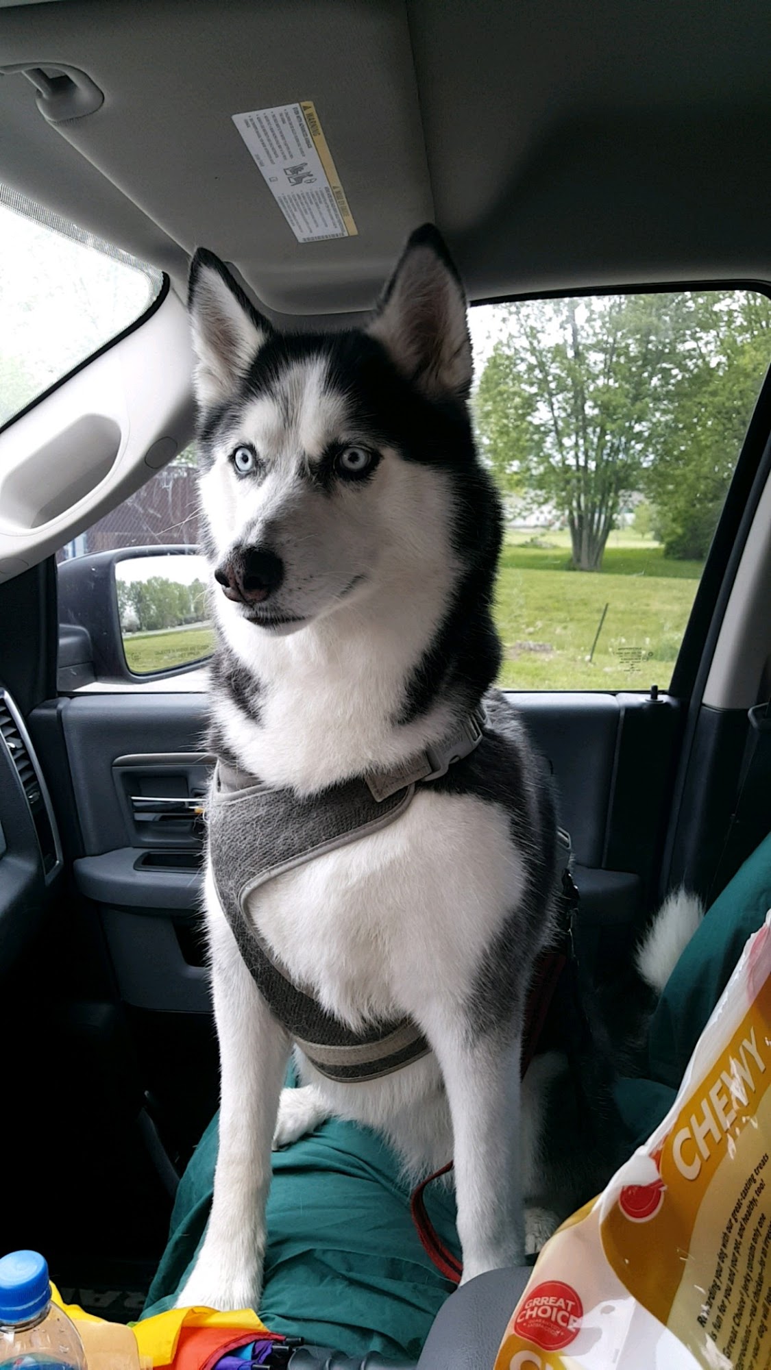 Almost Home Boarding Kennel Westfield