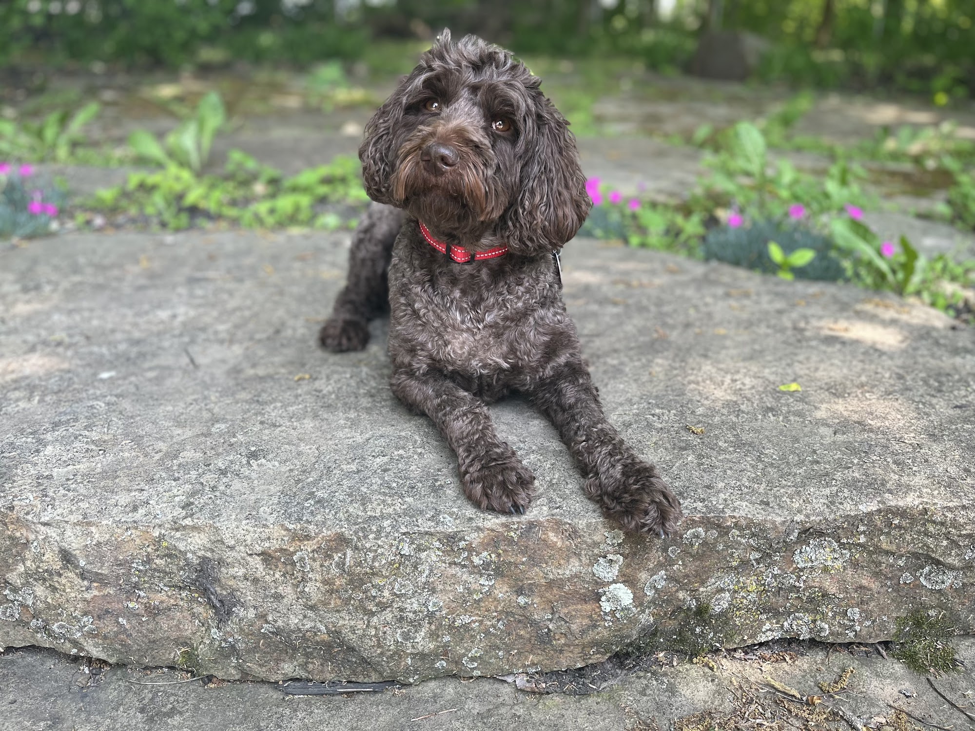 Ultimate Canine Westfield