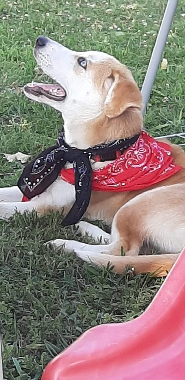 Ritzy Rascals Pet Resort, LLC Carbondale