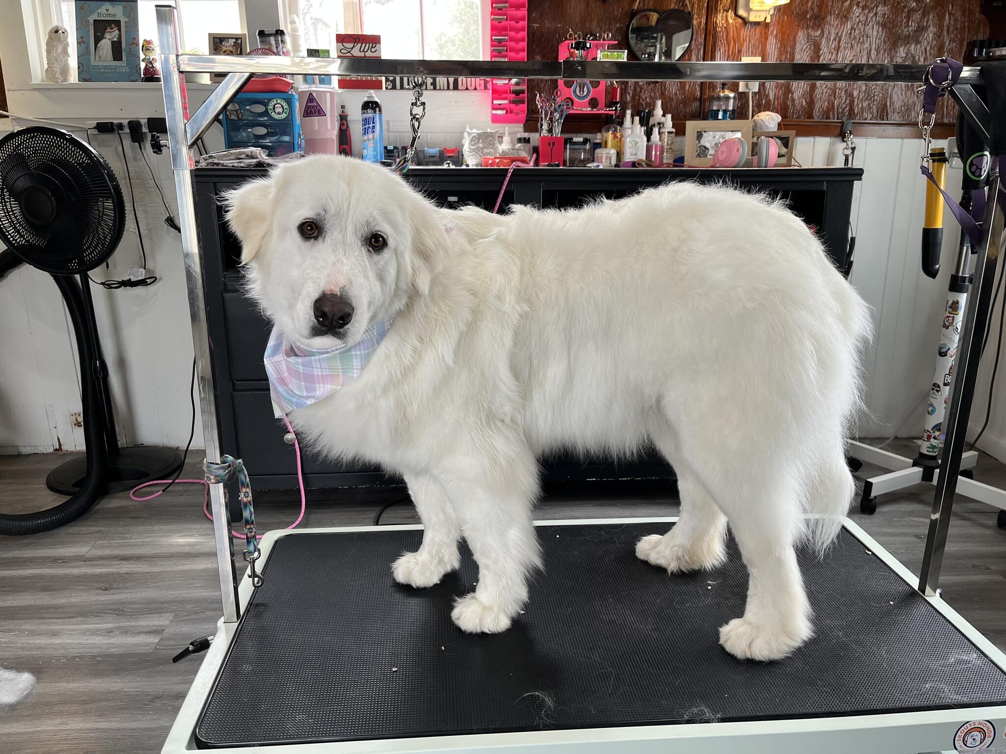 Photo credit: nextdoor