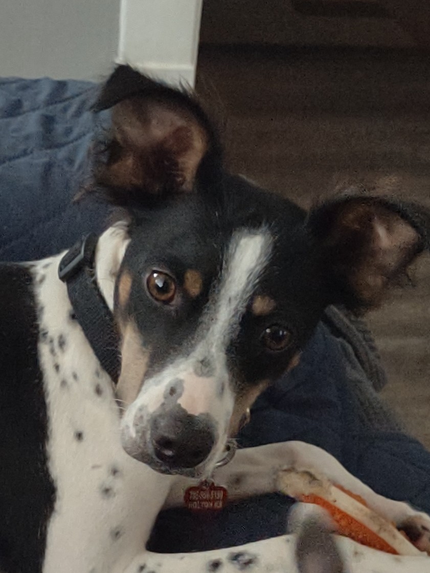 Heart of Jackson Humane Society Holton