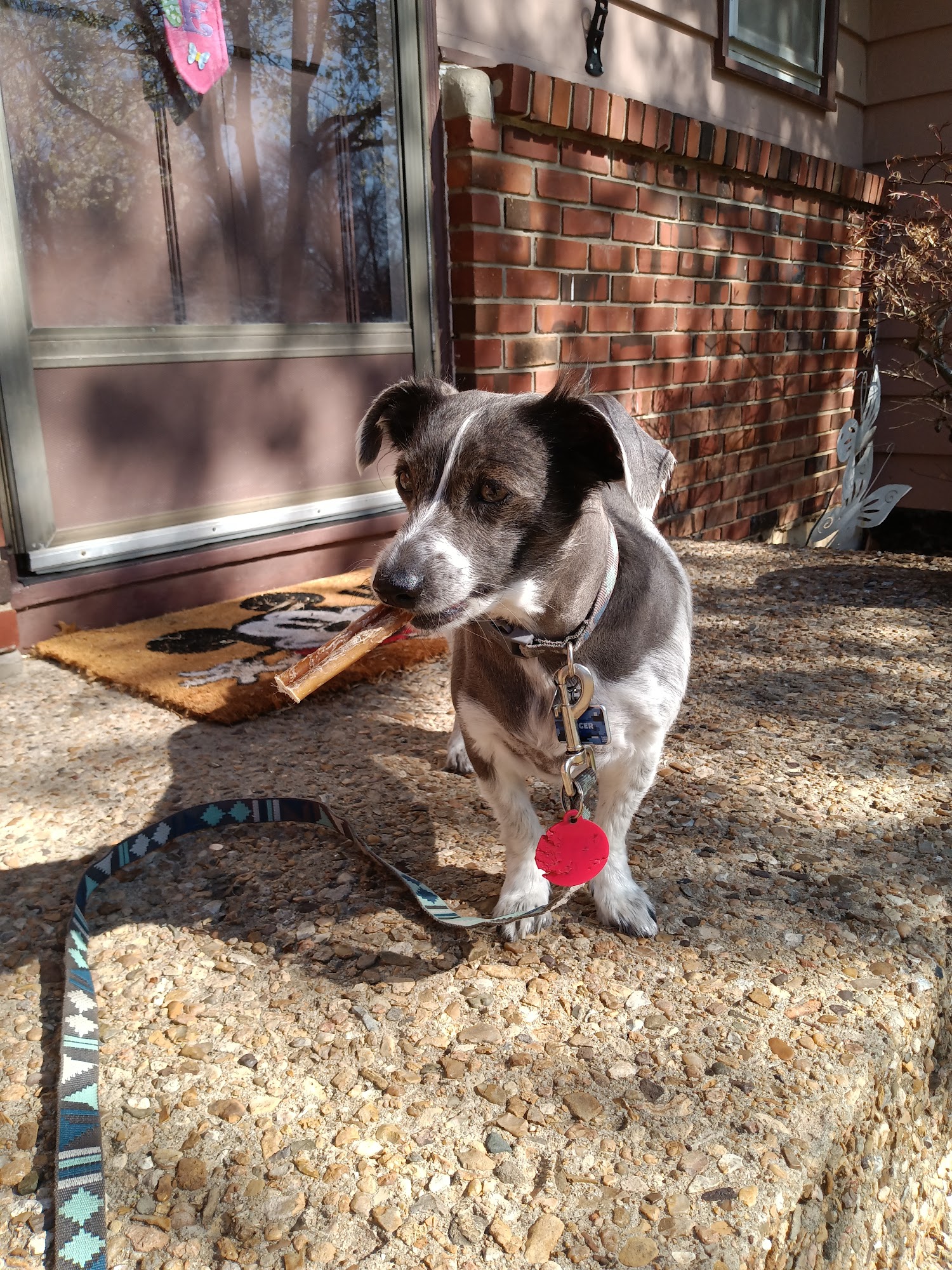 Home Sweet Home Dog Resort Lawrence