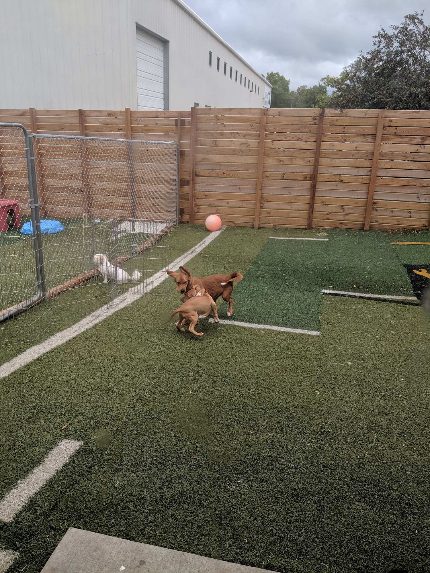 Wagmore Canine Enrichment: Daycare and Boarding Lawrence