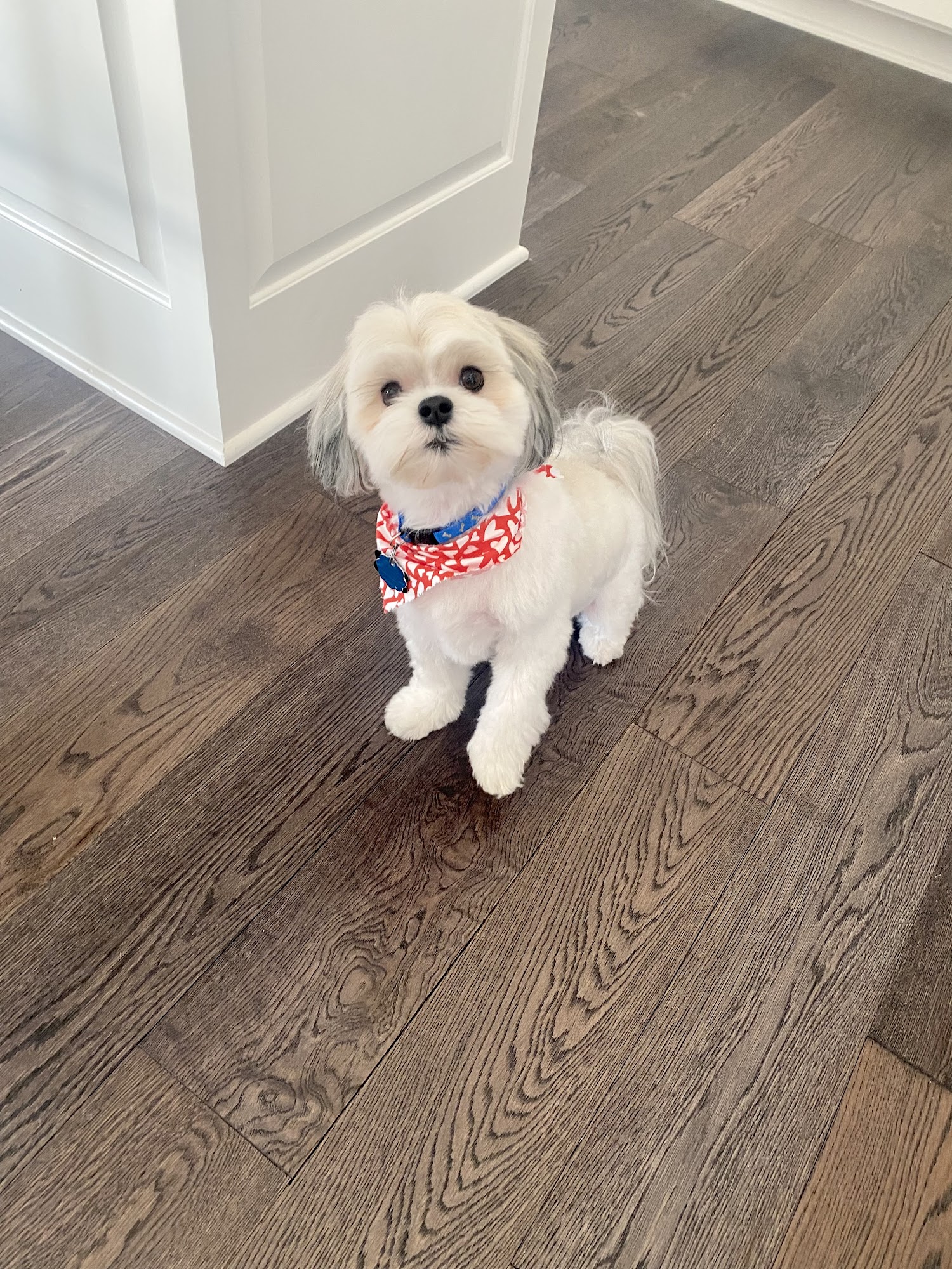 Jane's Canines Leawood