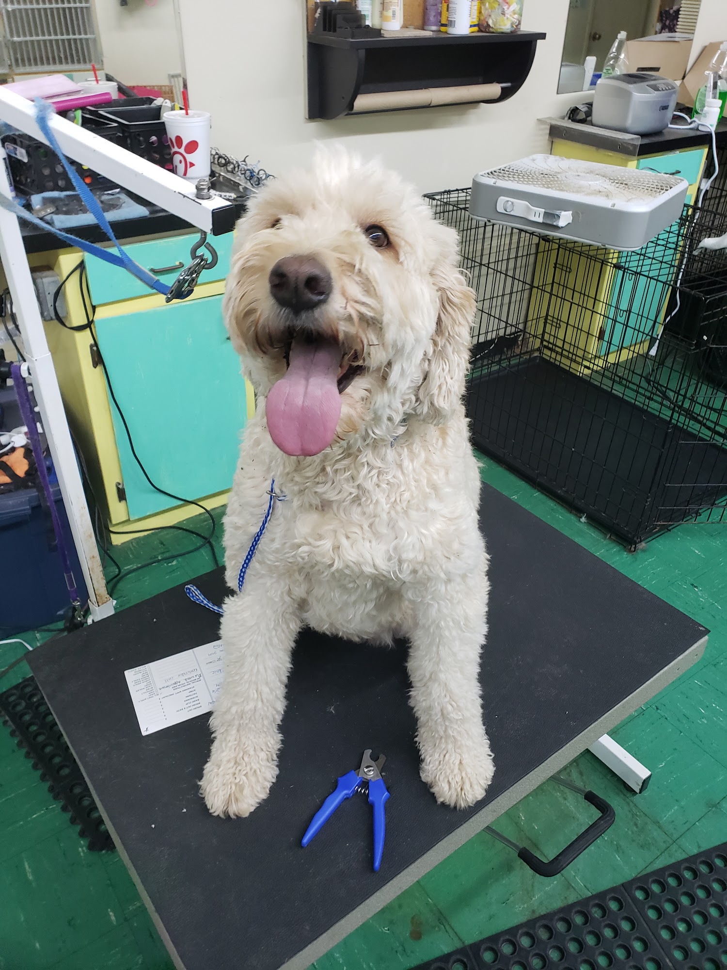 La Petique Dog Grooming Salon Mission