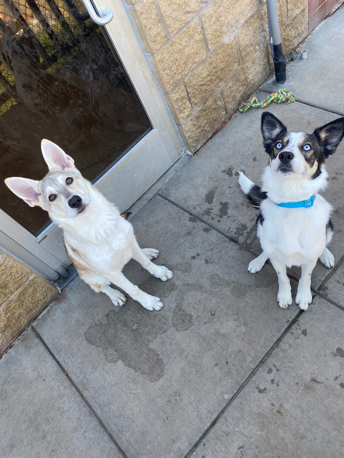 Woof's Play & Stay - South Overland Park Overland Park