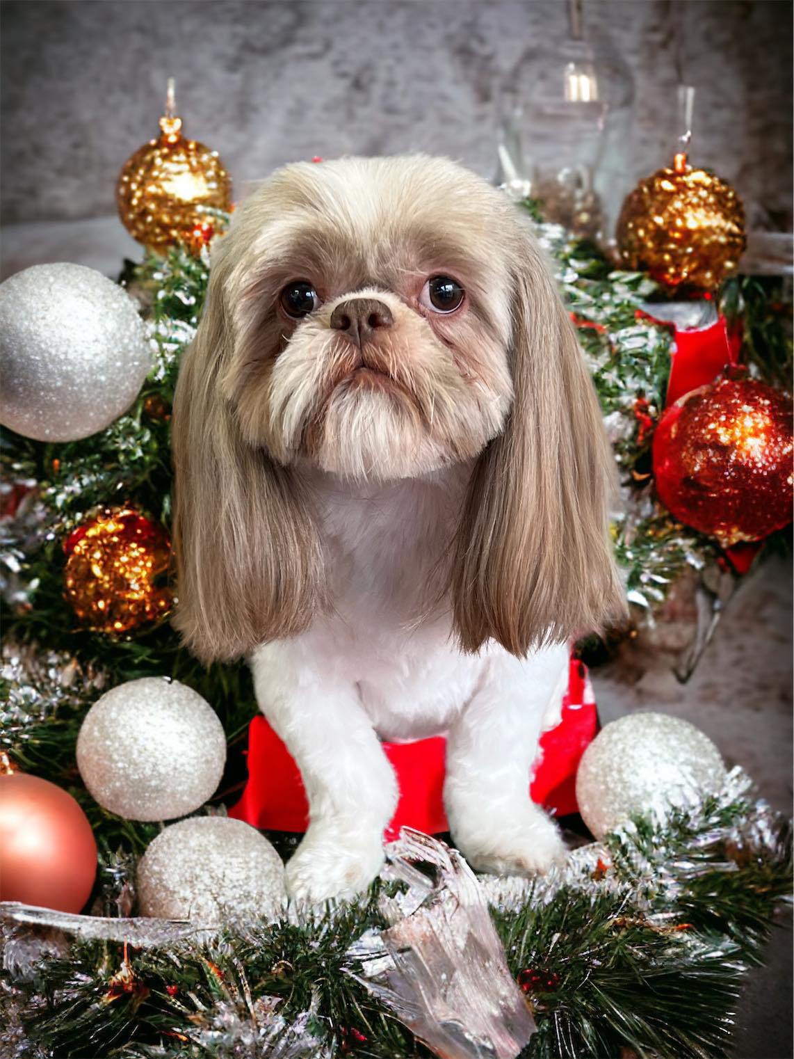 Barks-N-Bows Dog Grooming , doggie daycare & grooming supplies Salina