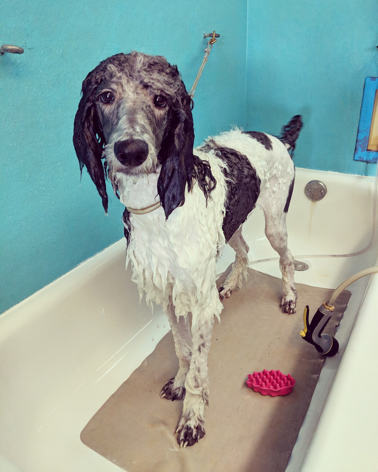 U Wash Puppy Shawnee