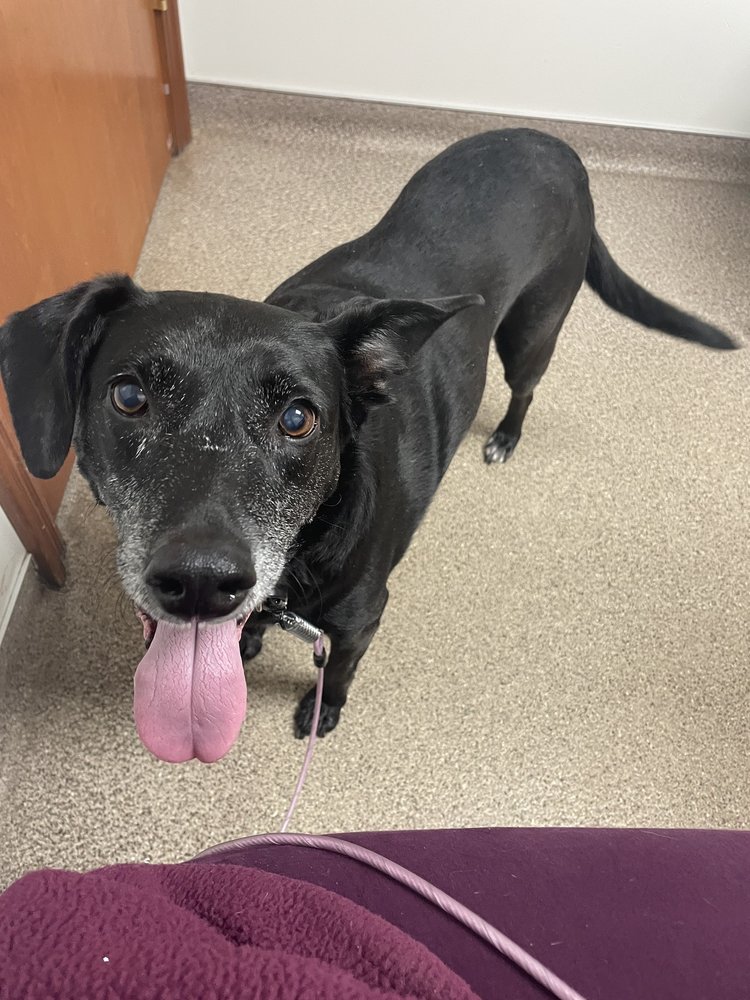 Ashland Animal Clinic: Fitch Chris DVM Ashland