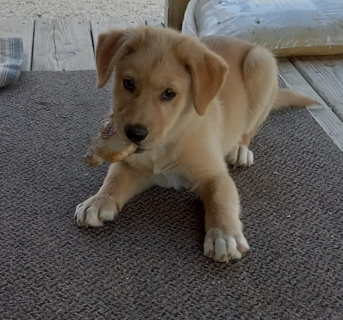 Humane Society-Nelson County Bardstown