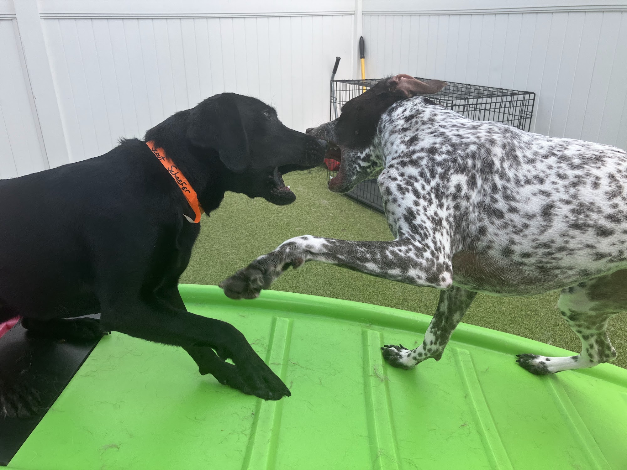 Allie's Walkabout Erlanger